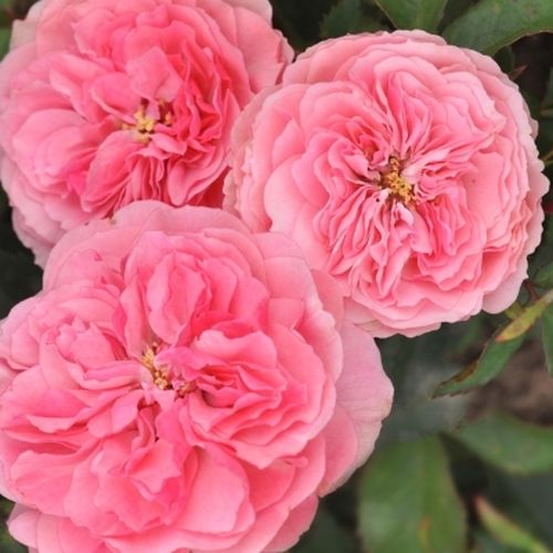 Rosa Allure™ - rosa - rose floribunde